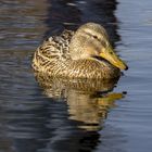 Ente im Frühling...