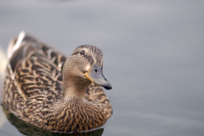 Ente im Garten