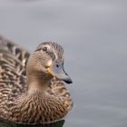 Ente im Garten