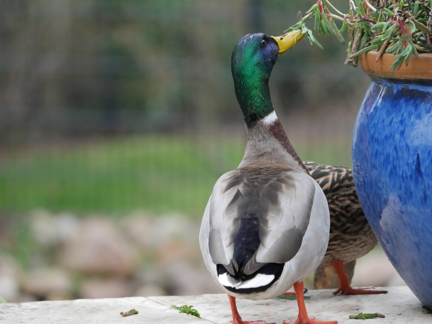 Ente im Garten