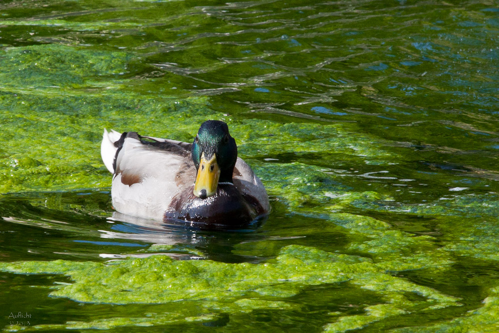 Ente im Gartenbrunnen !?