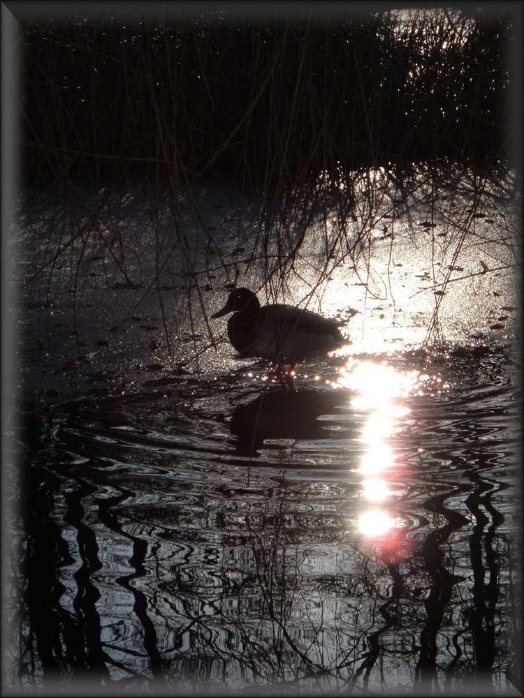 Ente im Gegenlicht