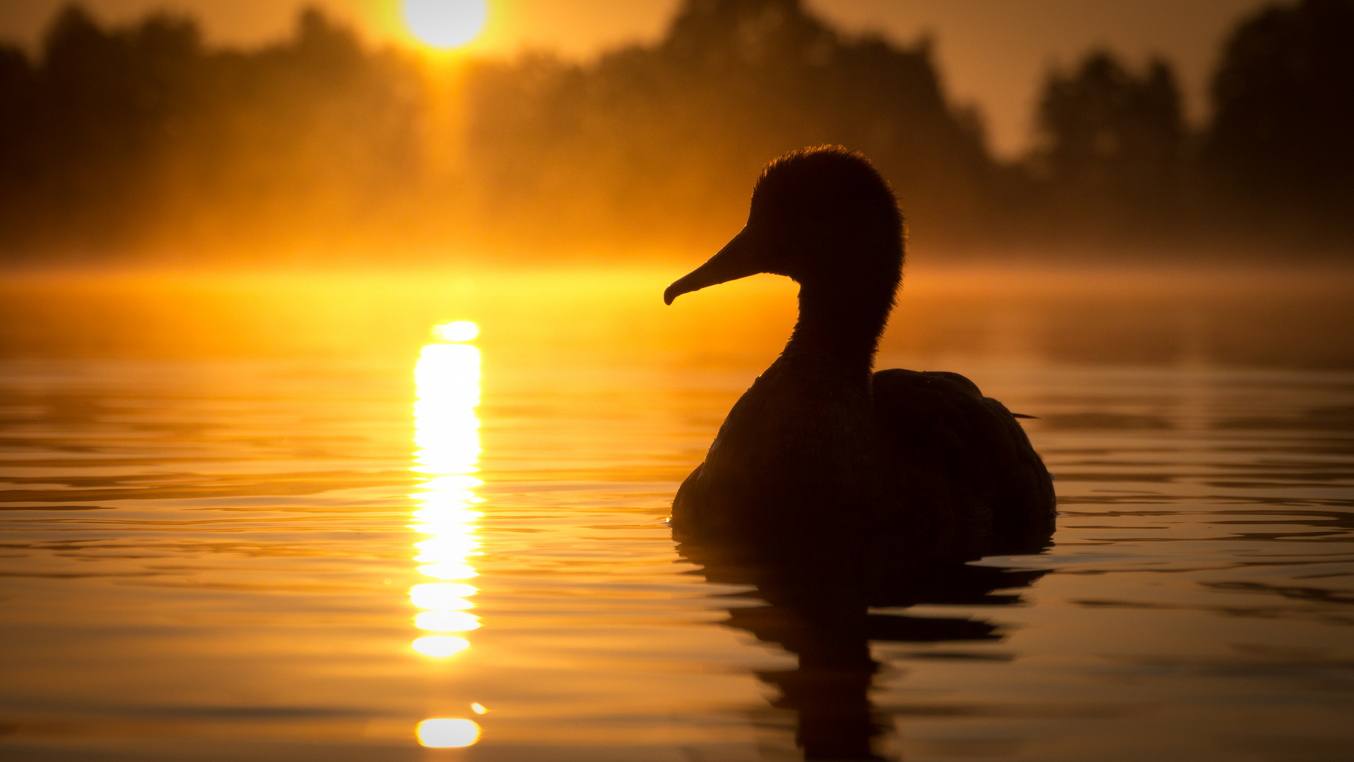 Ente im Gegenlicht