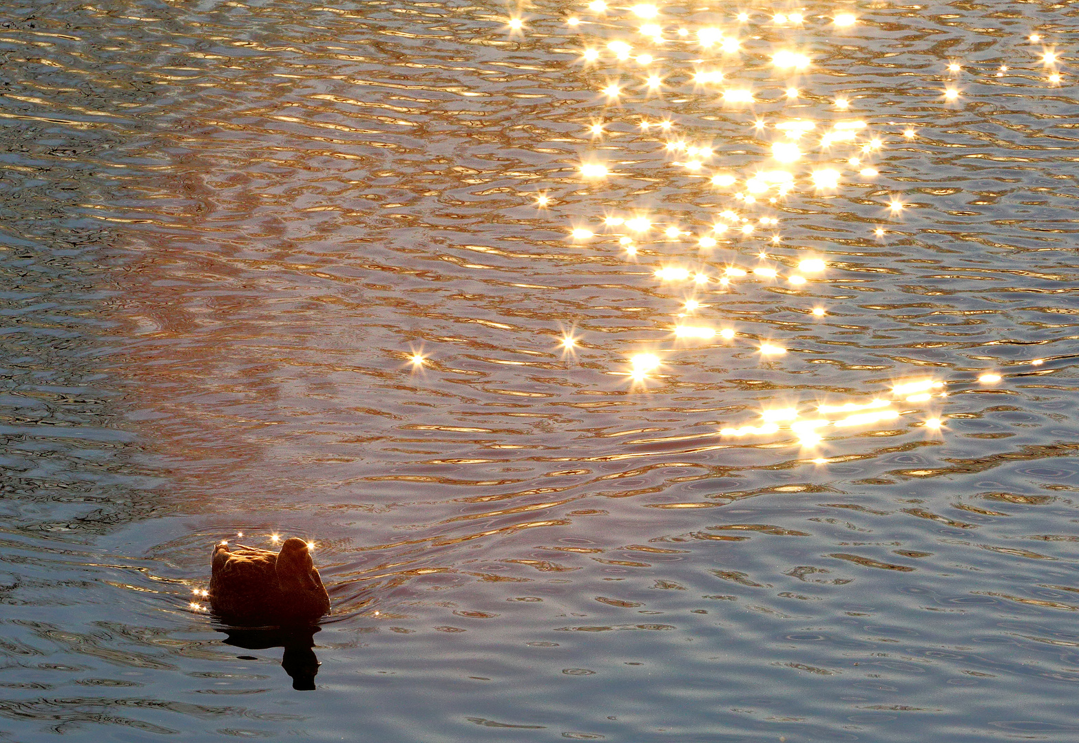 Ente im Gegenlicht