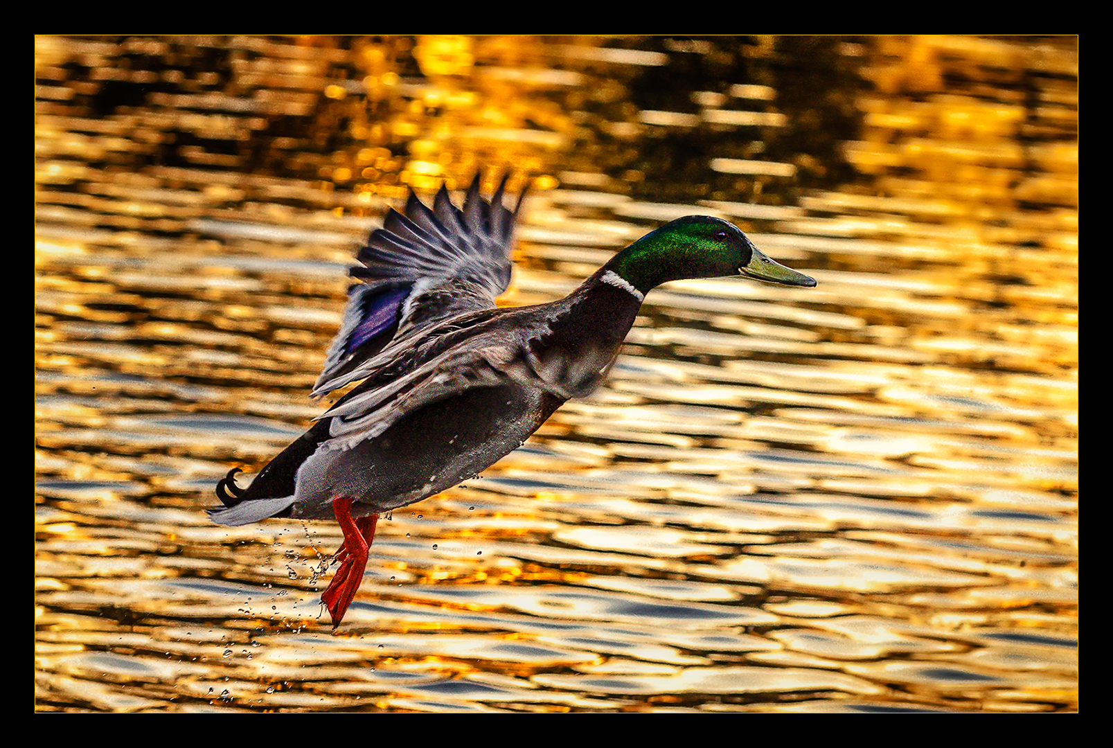 Ente im Gegenlicht