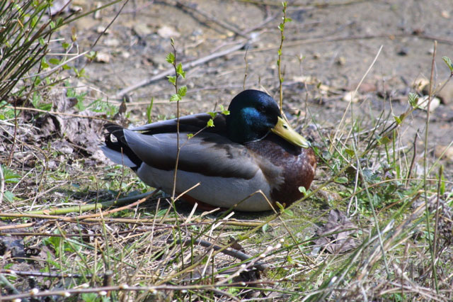 Ente im Gelände