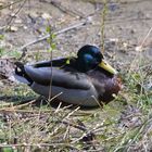 Ente im Gelände