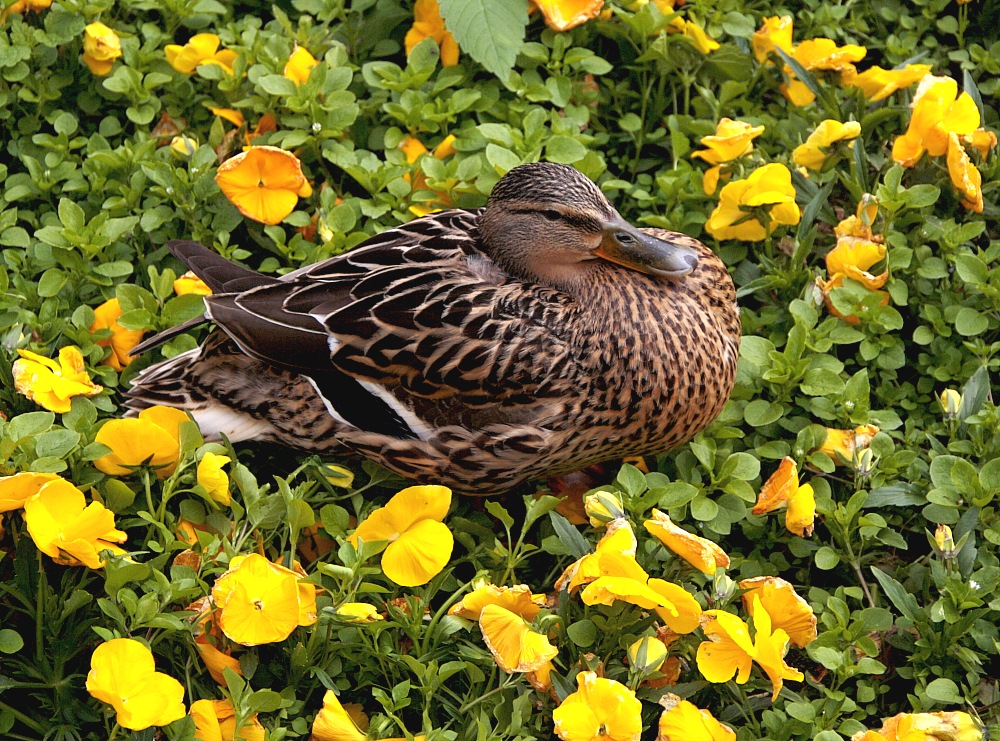 »Ente im Glück«