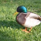 Ente im Gras