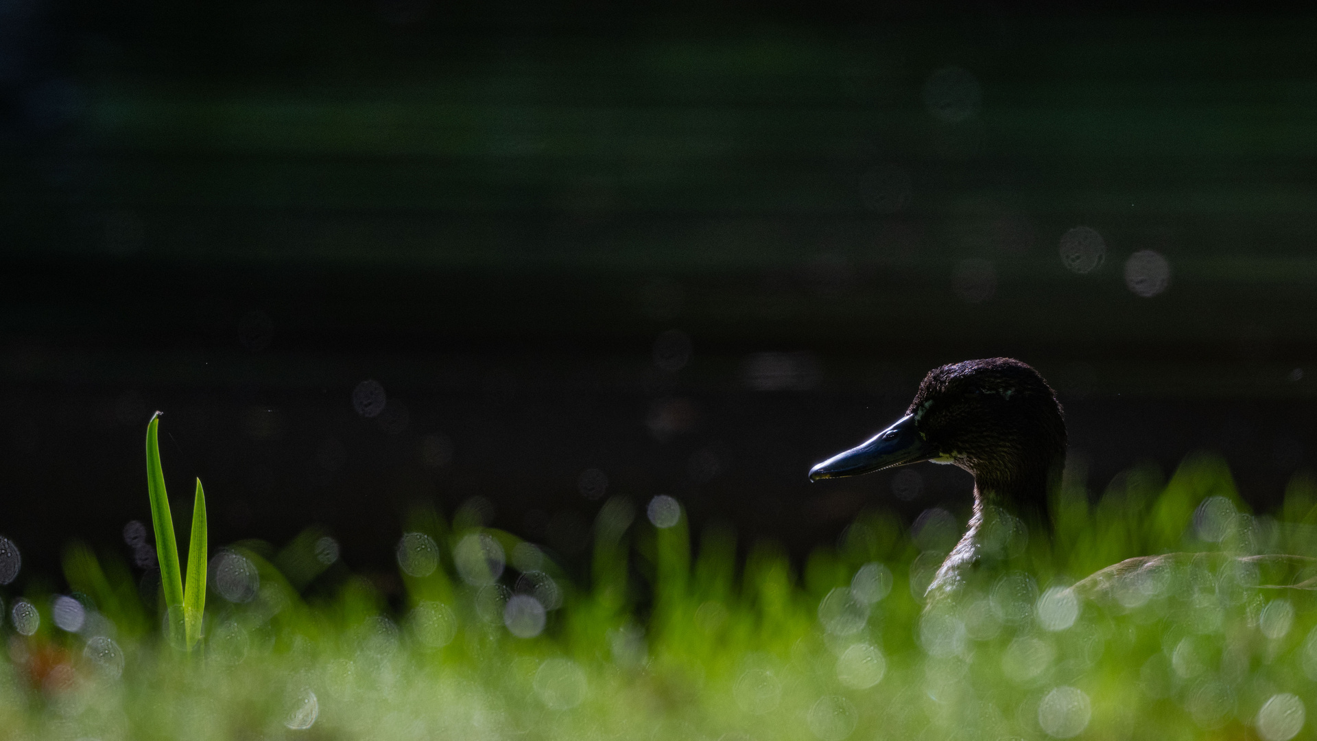 Ente im Gras