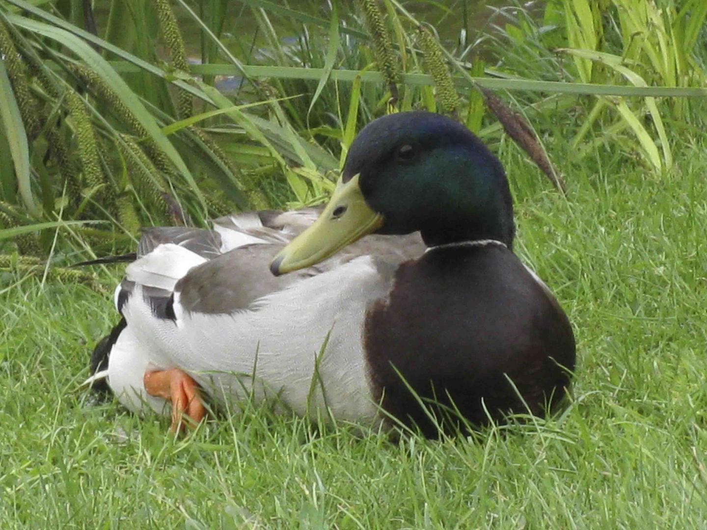 Ente im Gras