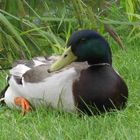 Ente im Gras