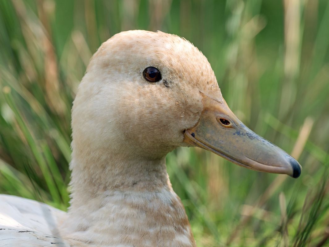 Ente im Gras