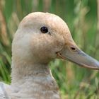 Ente im Gras