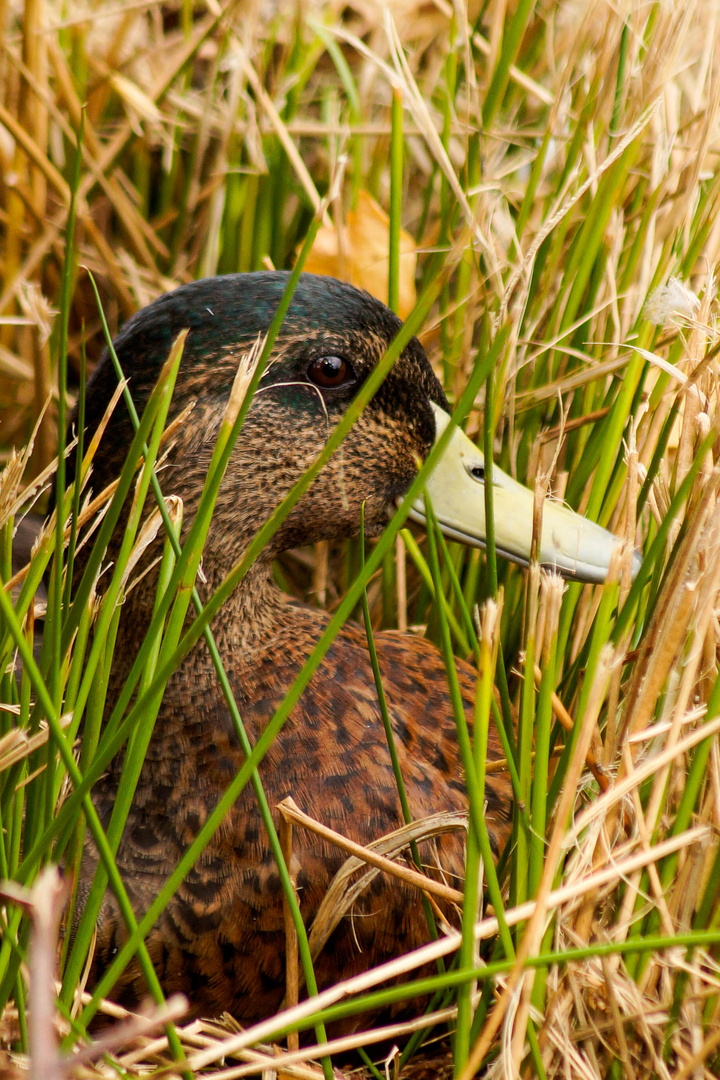 Ente im Gras