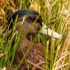 Ente im Gras