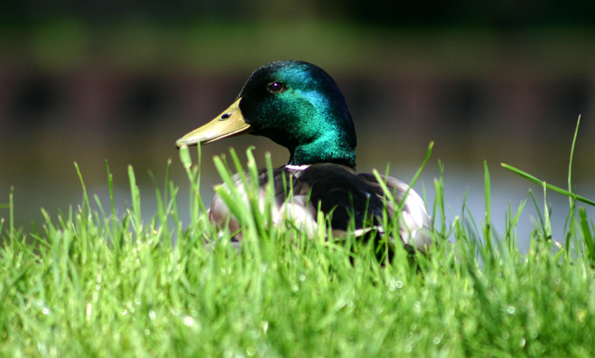 Ente im Gras