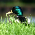 Ente im Gras