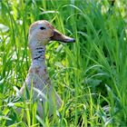 Ente im Gras!