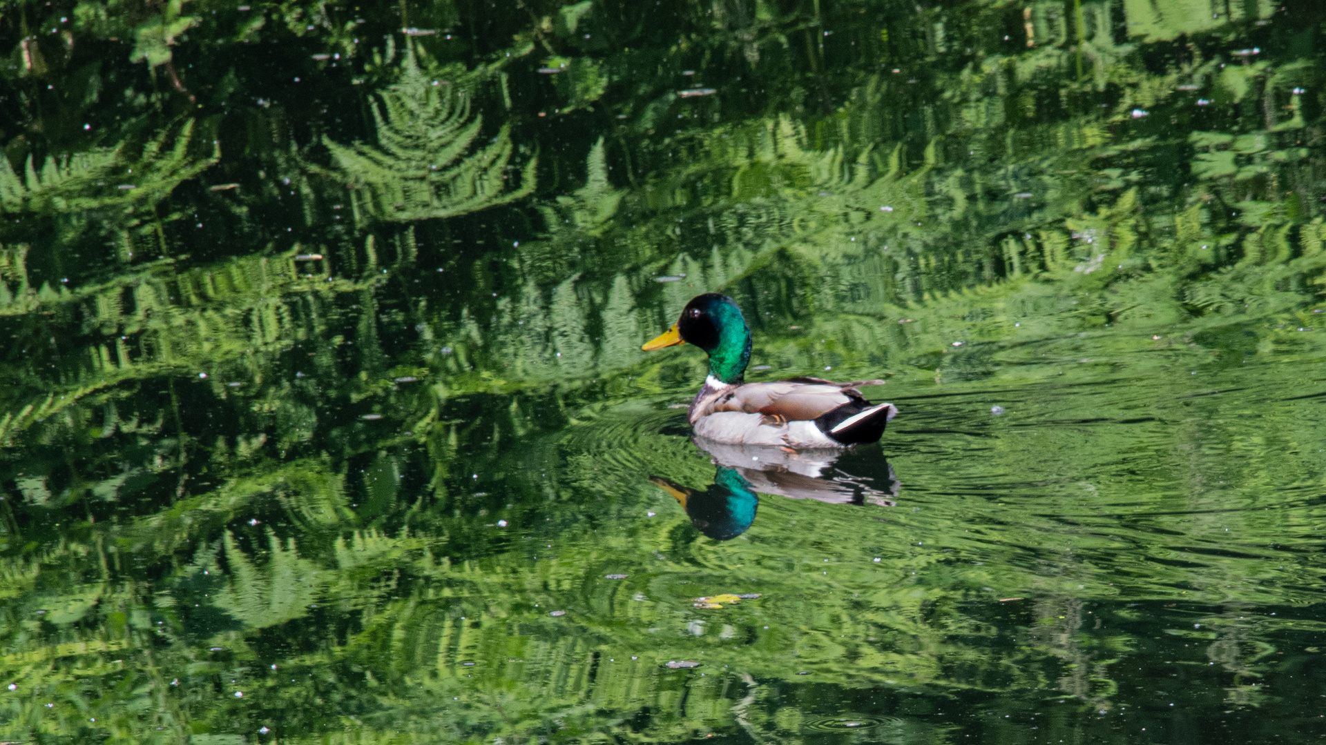 Ente im Grünen