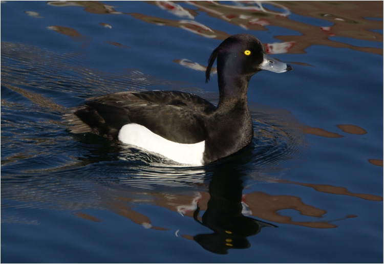 Ente im Hafen von Orth