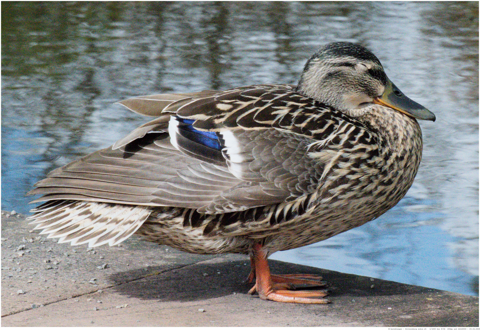 Ente im Halbschlaf