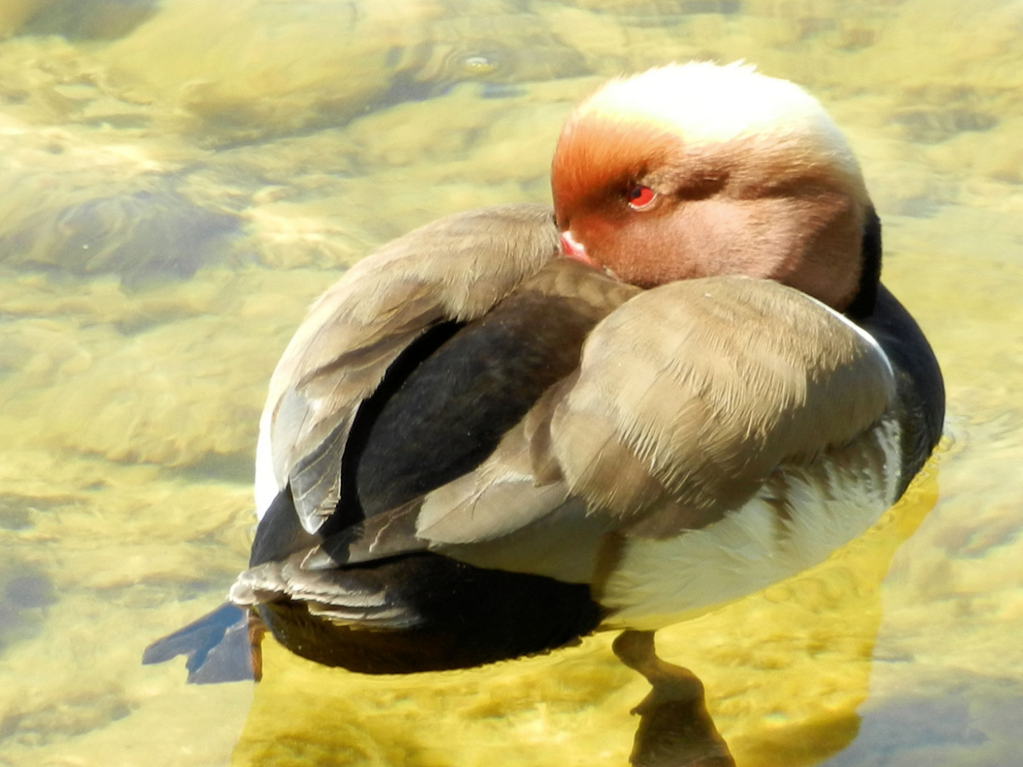 Ente im Halbschlaf