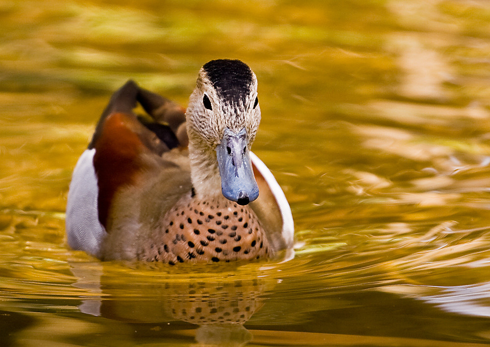 Ente im Heidelberger Zoo