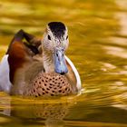 Ente im Heidelberger Zoo