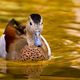 Ente im Heidelberger Zoo