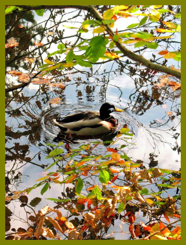 Ente im Herbst