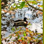 Ente im Herbst