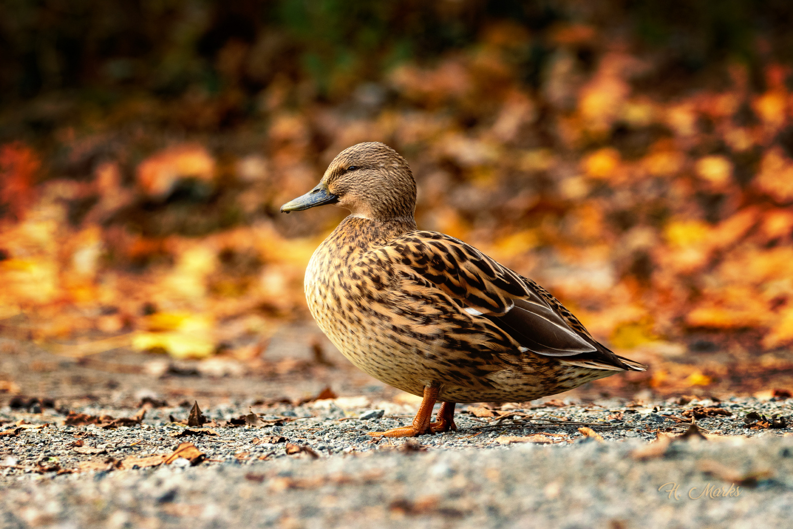 Ente im Herbst