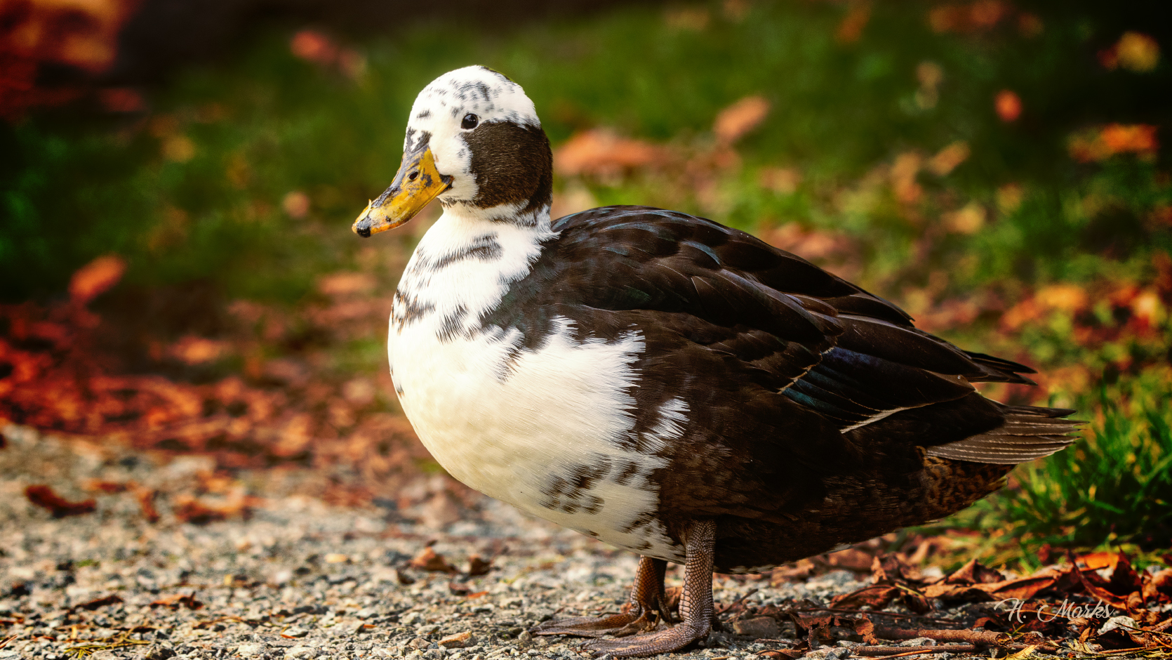 Ente im Herbst