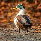 Ente im Herbst