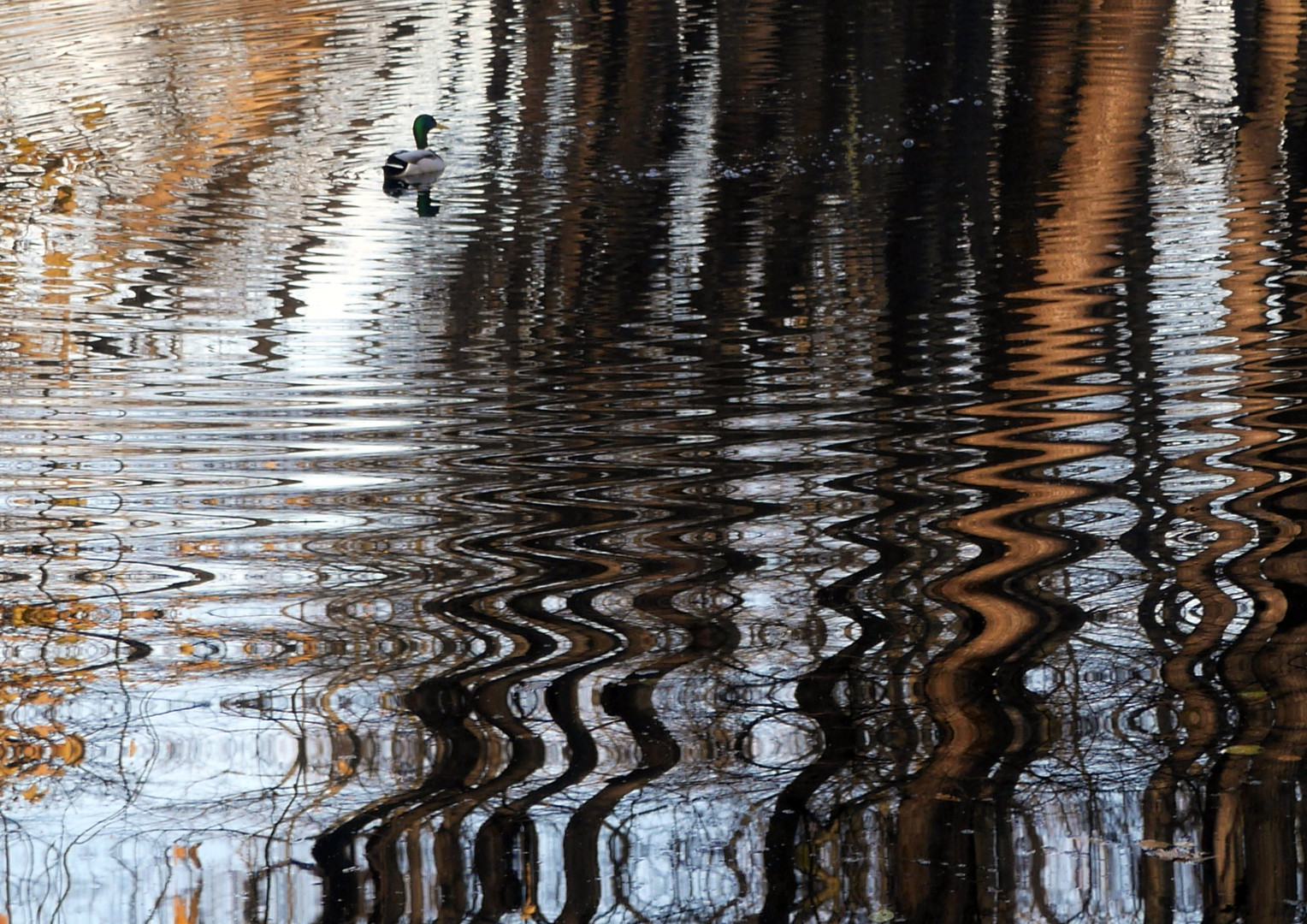 Ente im Herbst