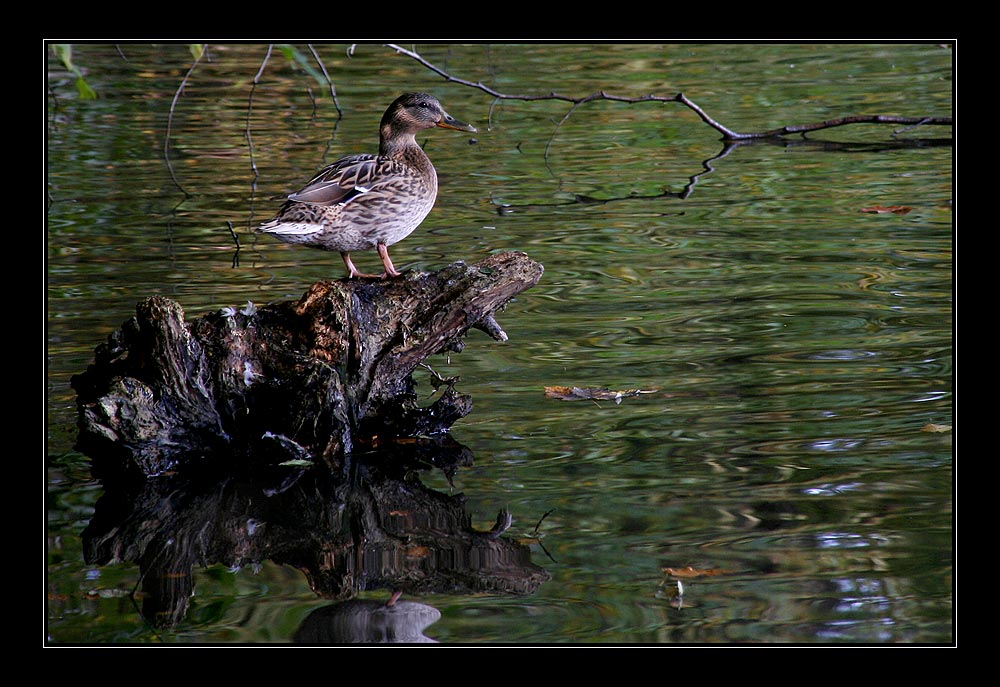 Ente im Herbst