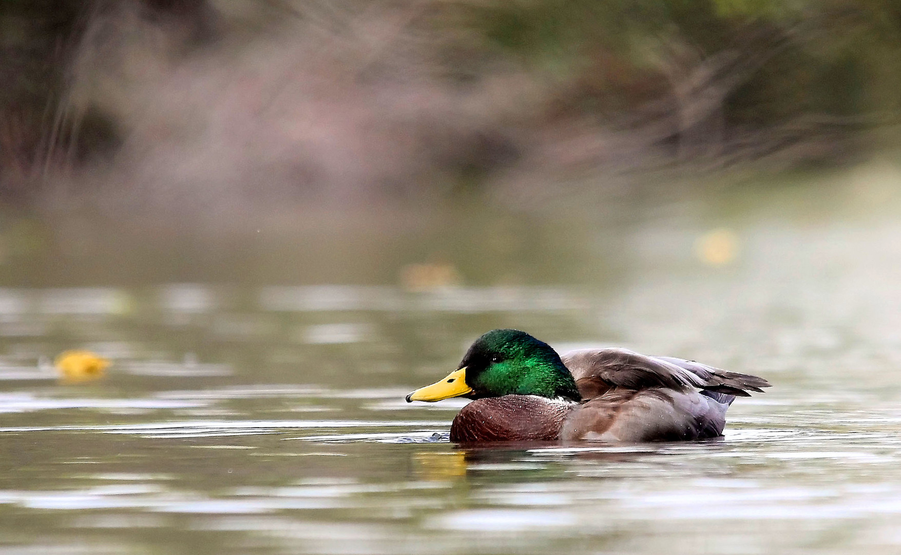 Ente im Herbst