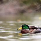 Ente im Herbst