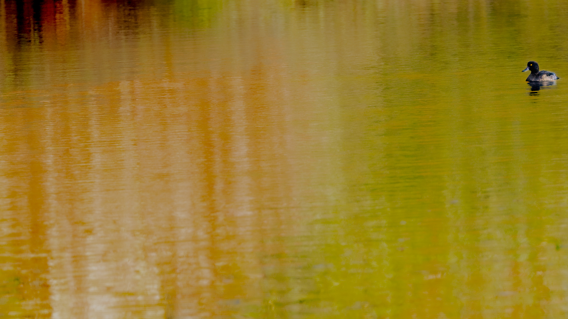 Ente im herbstlich leuchtendem See