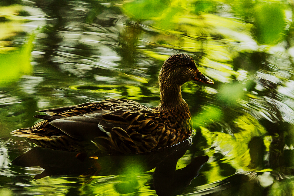 Ente im herbstlichen Licht