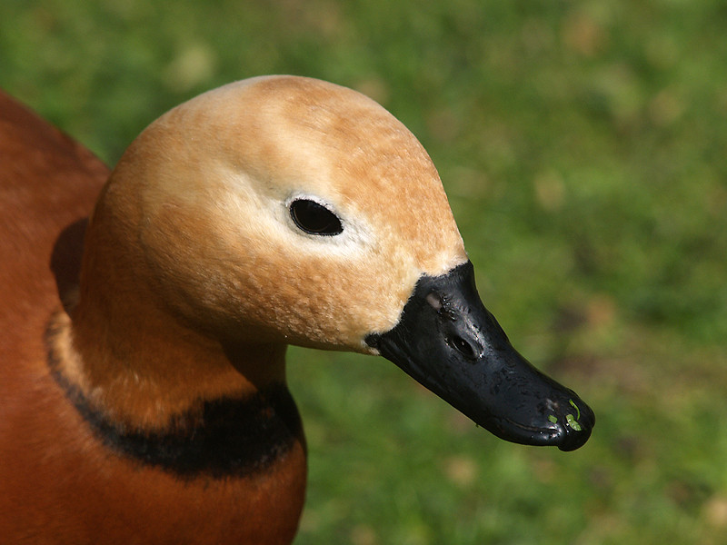 Ente im Hydepark April 2006