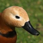 Ente im Hydepark April 2006