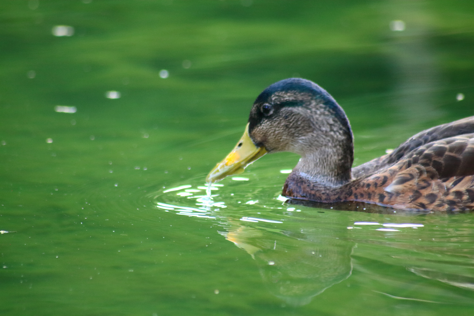 Ente im Killesberg Park