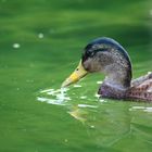 Ente im Killesberg Park