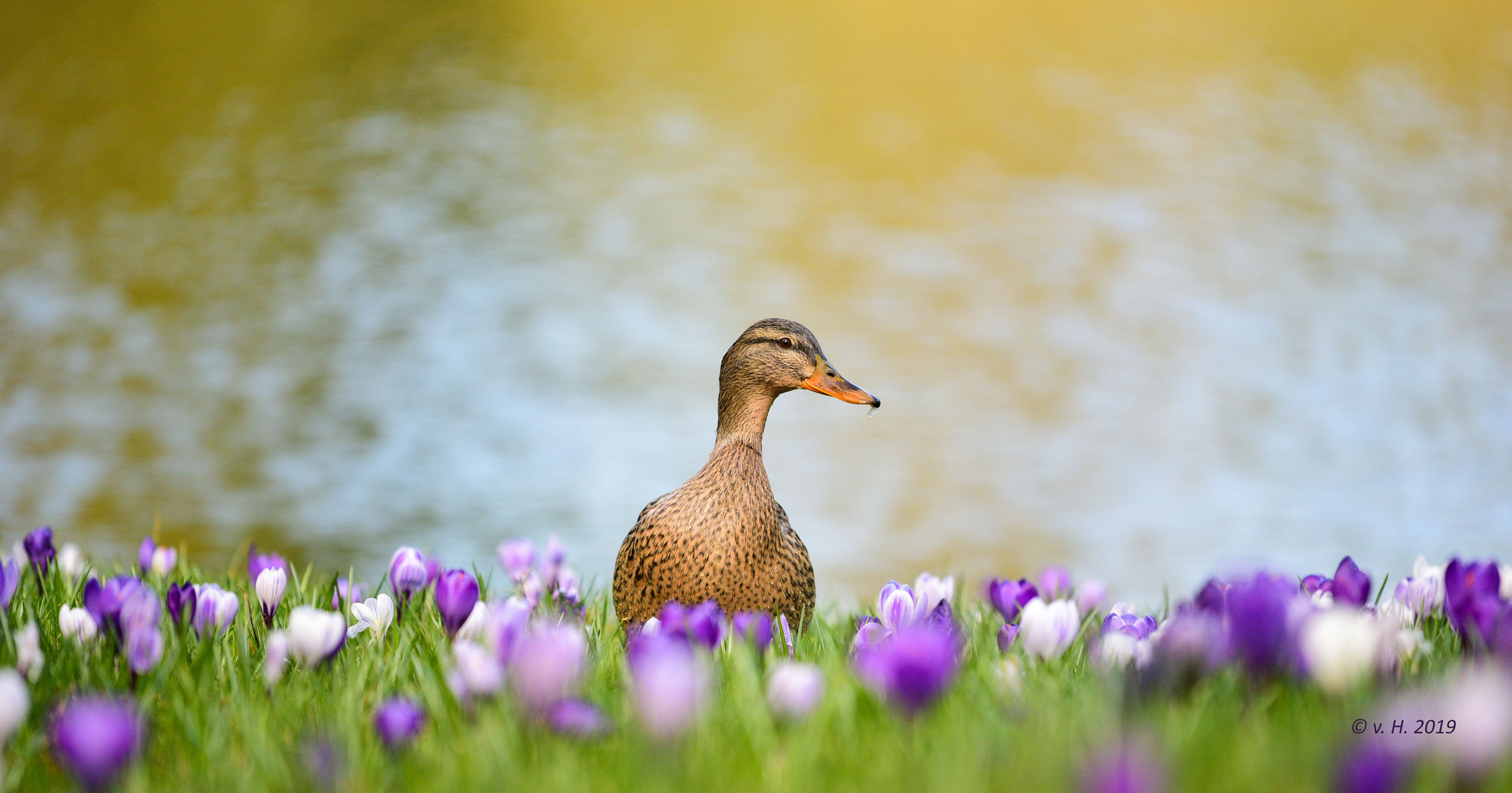 Ente im Krokusfeld  sucht Safran