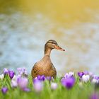 Ente im Krokusfeld  sucht Safran