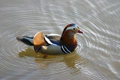 Ente im Lac