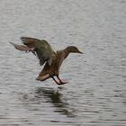 Ente im Landeanflug