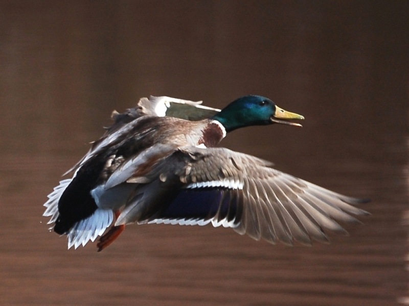 Ente im Landeanflug